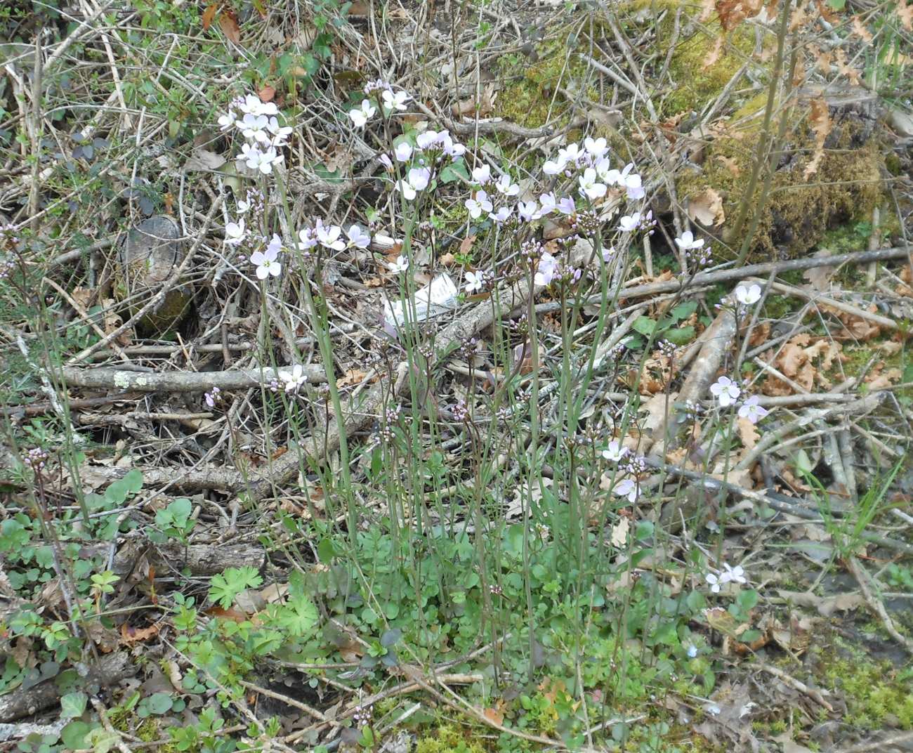 Cardamine apennina Lihov & Marhold